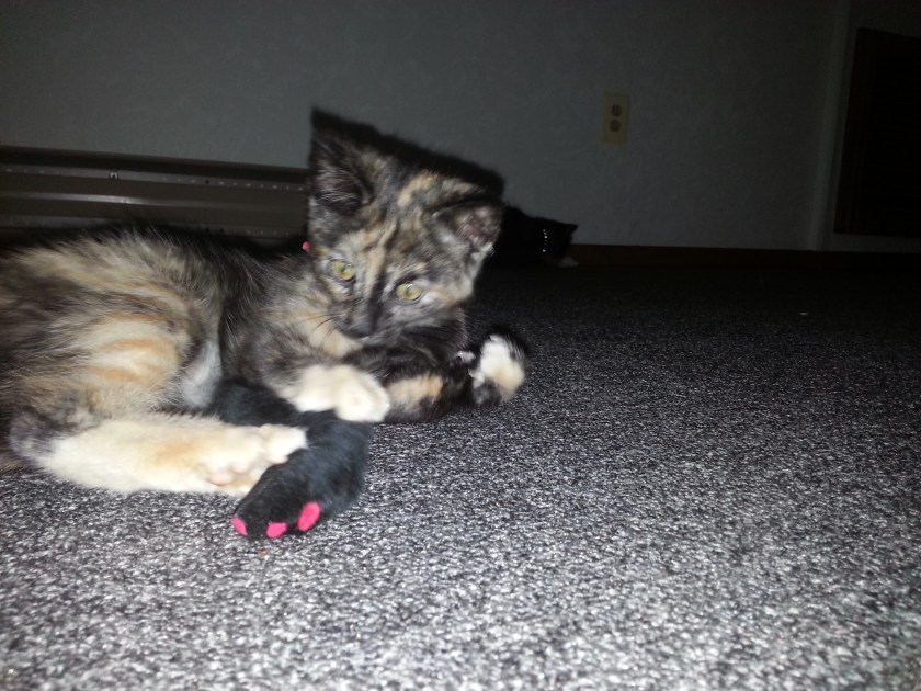 Sally - originally Scalliwag, but Sally fits her better